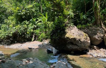 JUNGLE DREAMS FARM: WHERE NATURE MEETS SERENITY – 20 ACRES